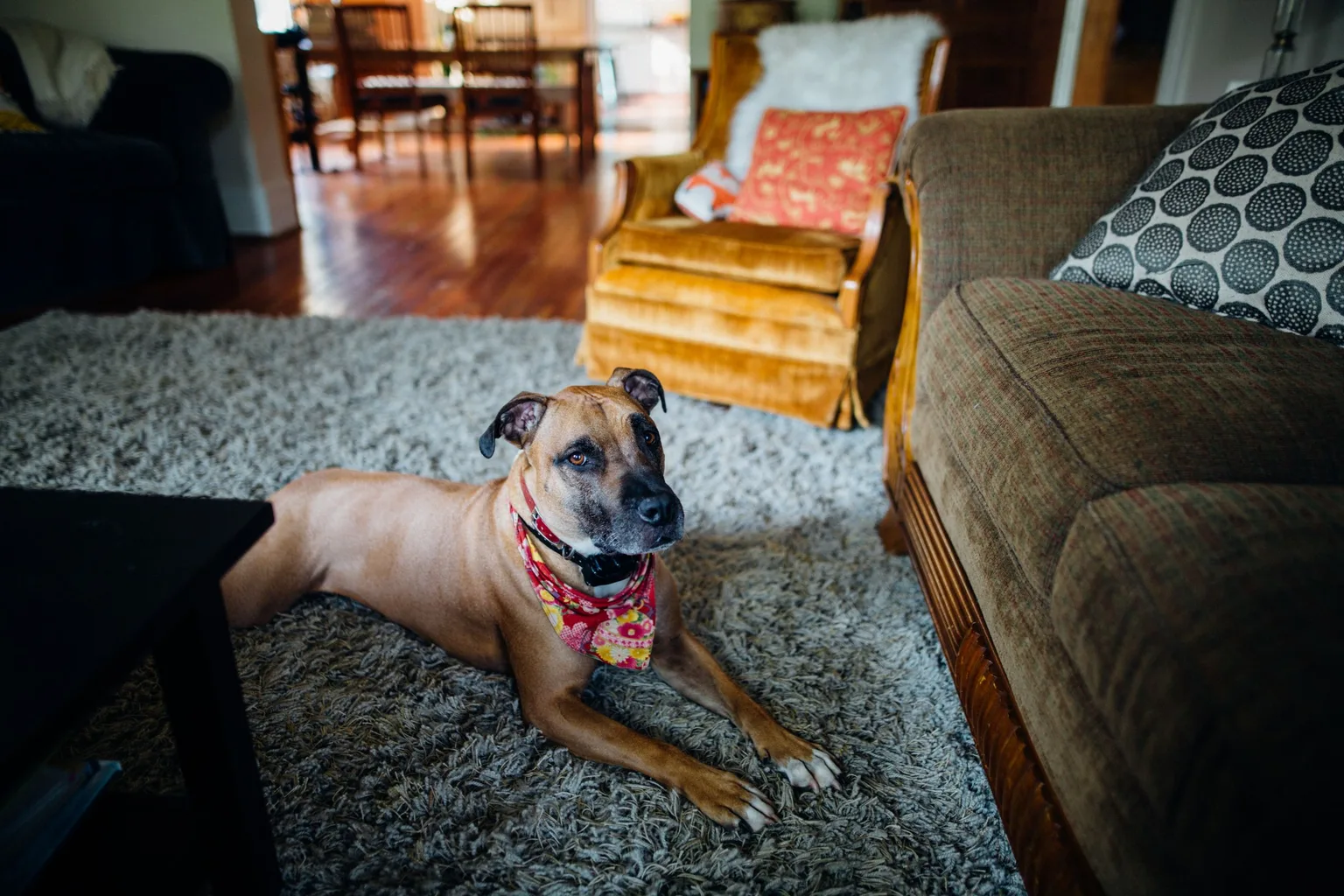 A calm boxer dog resting on carpet in a living room