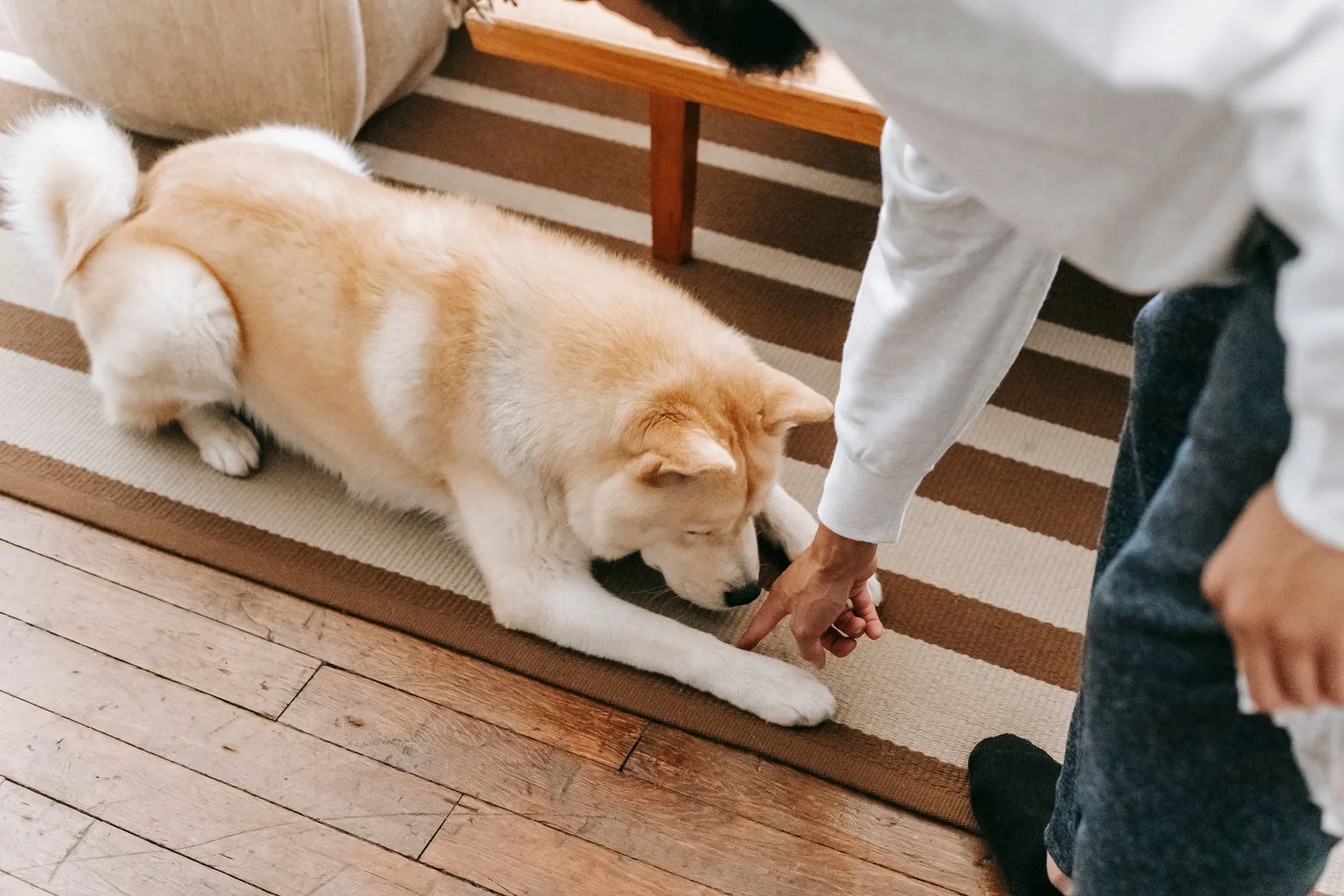 A dog resting on a striped rug in a living room beside its owner