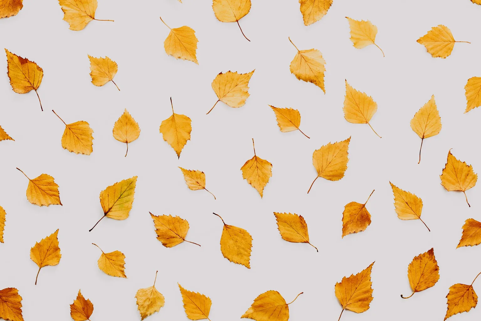 Close-up of dried autumn leaves on a white background